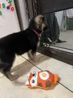 Bella, a female German Shepherd Dog for sale in Miami, FL – Photo 5 of 6