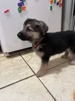 Bella, a female German Shepherd Dog for sale in Miami, FL – Photo 2 of 6