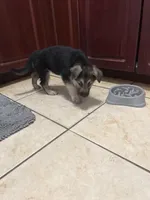 Bella, a female German Shepherd Dog for sale in Miami, FL – Photo 6 of 6