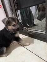 Bella, a female German Shepherd Dog for sale in Miami, FL – Photo 3 of 6