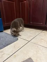 Bear , a male German Shepherd Dog for sale in Miami, FL – Photo 2 of 9