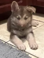 Bear , a male German Shepherd Dog for sale in Miami, FL – Photo 7 of 9