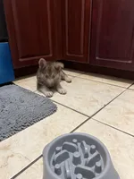 Bear , a male German Shepherd Dog for sale in Miami, FL – Photo 4 of 9