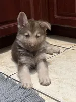 Bear , a male German Shepherd Dog for sale in Miami, FL – Photo 6 of 9