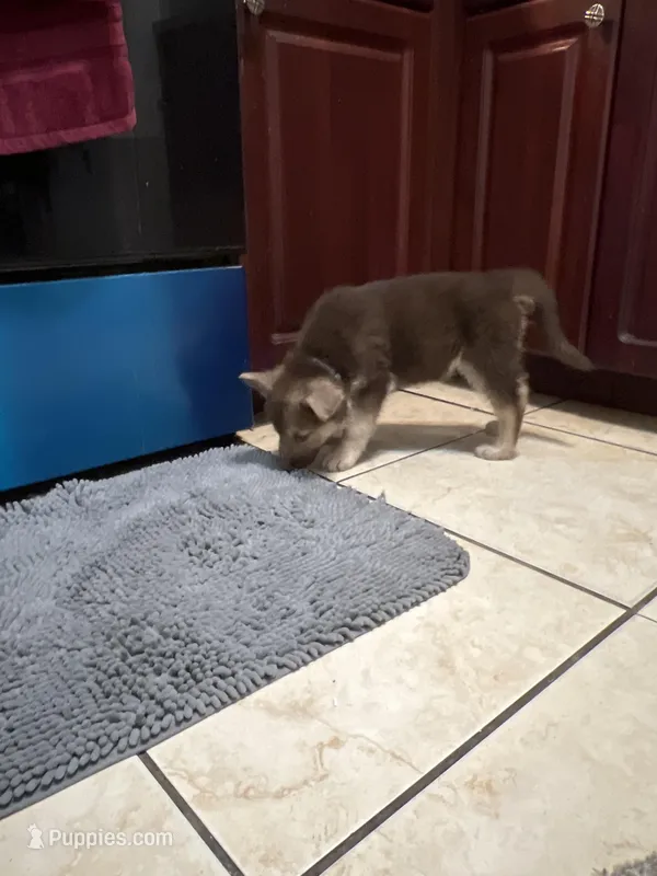 Bear  – German Shepherd Dog puppy for sale in Miami, FL