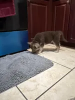 Bear , a male German Shepherd Dog for sale in Miami, FL – Photo 1 of 9