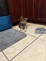 Bear , a male German Shepherd Dog for sale in Miami, FL – Photo 5 of 9