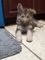 Bear , a male German Shepherd Dog for sale in Miami, FL – Photo 9 of 9