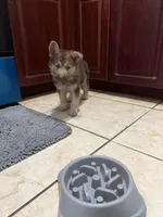 Bear , a male German Shepherd Dog for sale in Miami, FL – Photo 3 of 9