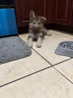 Bear , a male German Shepherd Dog for sale in Miami, FL – Photo 8 of 9