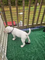 Polar, a male American Bulldog for sale in Leland, NC – Photo 1 of 3