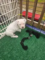 Polar, a male American Bulldog for sale in Leland, NC – Photo 2 of 3