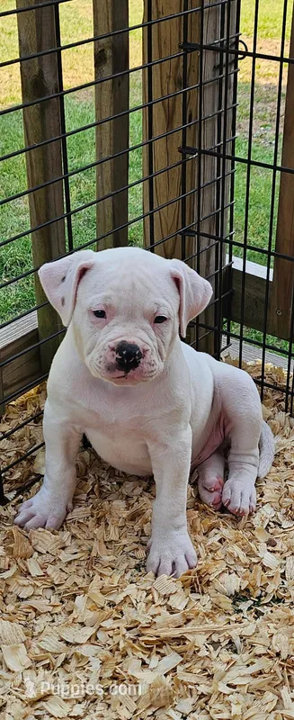 Polar – American Bulldog puppy for sale in Leland, NC