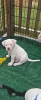 Polar, a male American Bulldog for sale in Leland, NC – Photo 3 of 3