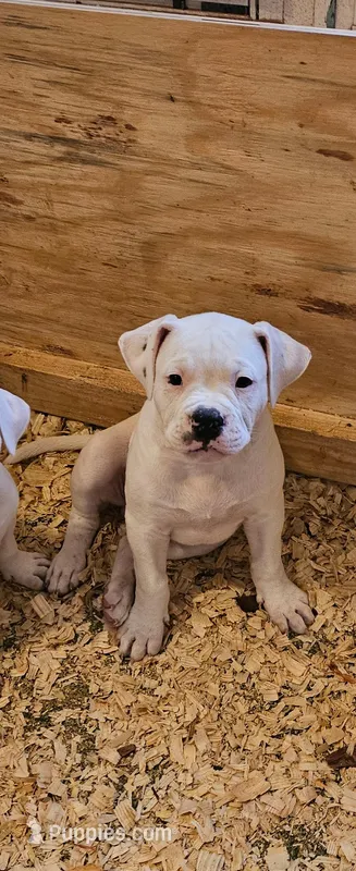 Polar – American Bulldog puppy for sale in Leland, NC