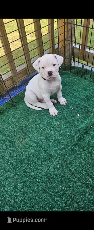 Polar – American Bulldog puppy for sale in Leland, NC