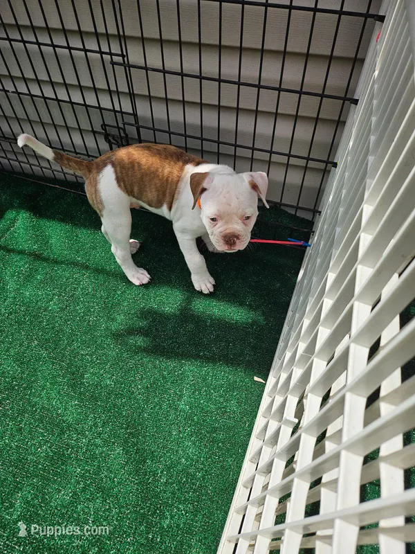 Bronx – American Bulldog puppy for sale in Leland, NC