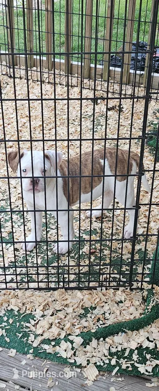 Bronx – American Bulldog puppy for sale in Leland, NC