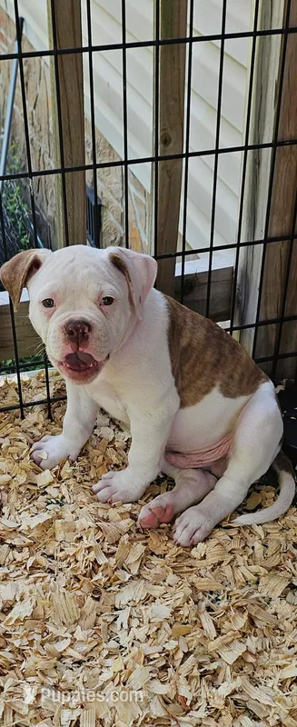 Bronx – American Bulldog puppy for sale in Leland, NC