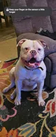 Shorts, a male American Bulldog for sale in Leland, NC – 8 of 8