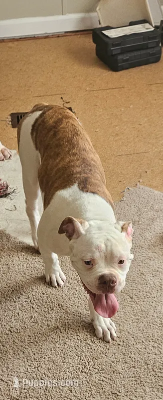 Bronx – American Bulldog puppy for sale in Leland, NC