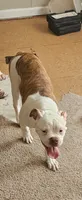 Bronx, a male American Bulldog for sale in Leland, NC – 1 of 3