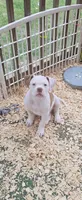 Bronx, a male American Bulldog for sale in Leland, NC – 3 of 3