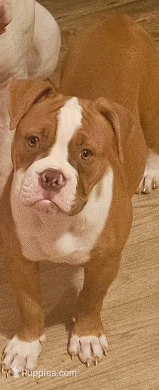 Ryder – American Bulldog puppy for sale in Leland, NC