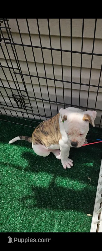Buzz – American Bulldog puppy for sale in Leland, NC
