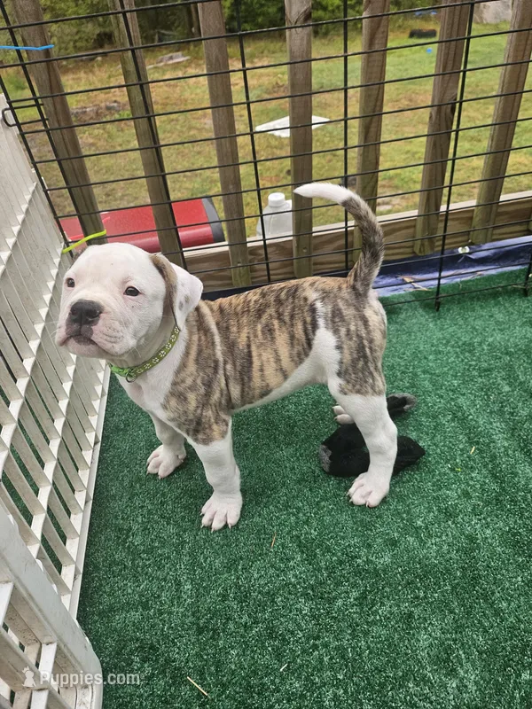 Buzz – American Bulldog puppy for sale in Leland, NC