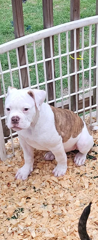 Bronx – American Bulldog puppy for sale in Leland, NC