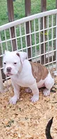 Bronx, a male American Bulldog for sale in Leland, NC – 2 of 7