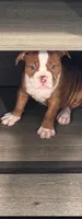 Ryder, a female American Bulldog for sale in Leland, NC – 2 of 3