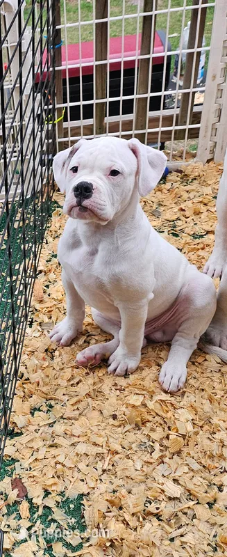 Shorts – American Bulldog puppy for sale in Leland, NC