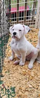 Shorts, a male American Bulldog for sale in Leland, NC – 4 of 8