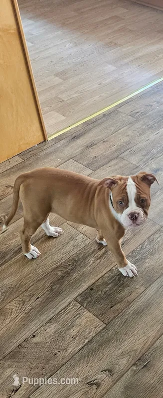 Ryder – American Bulldog puppy for sale in Leland, NC