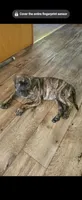 Rayne, a female Cane Corso and English Mastiff for sale in Leland, NC – Photo 4 of 4