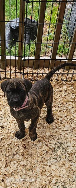 Rayne – Cane Corso, English Mastiff puppy for sale in Leland, NC