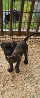 Rayne, a female Cane Corso and English Mastiff for sale in Leland, NC – Photo 1 of 4
