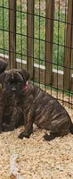 Rayne, a female Cane Corso and English Mastiff for sale in Leland, NC – Photo 2 of 4