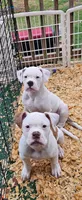Bronx, a male American Bulldog for sale in Leland, NC – 5 of 7
