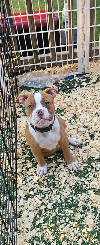 Ryder – American Bulldog puppy for sale in Leland, NC