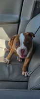 Ryder, a female American Bulldog for sale in Leland, NC – 3 of 3