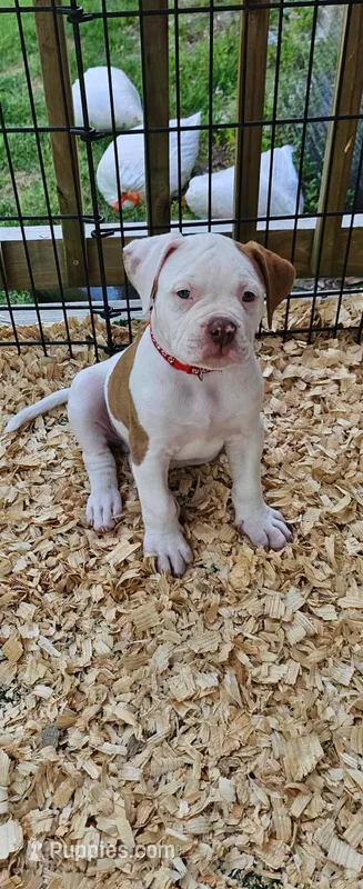 Red – American Bulldog puppy for sale in Leland, NC