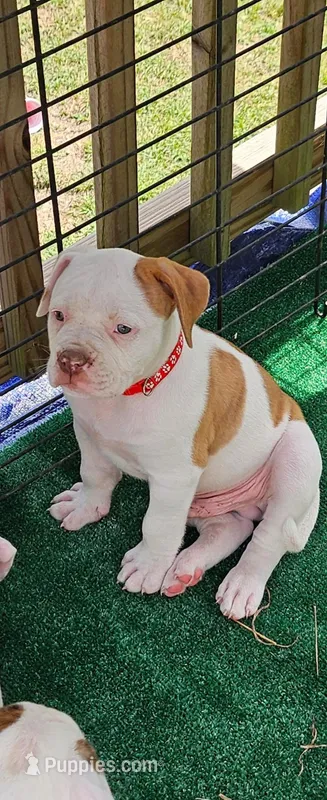 Red – American Bulldog puppy for sale in Leland, NC