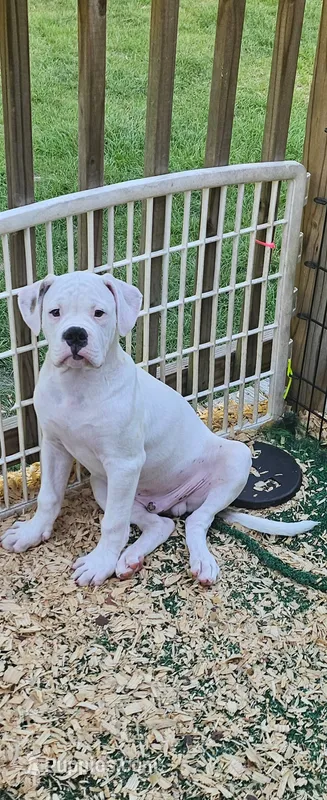 Shorts – American Bulldog puppy for sale in Leland, NC