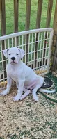 Shorts, a male American Bulldog for sale in Leland, NC – 1 of 8