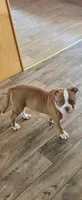 Ryder, a female American Bulldog for sale in Leland, NC – 3 of 3