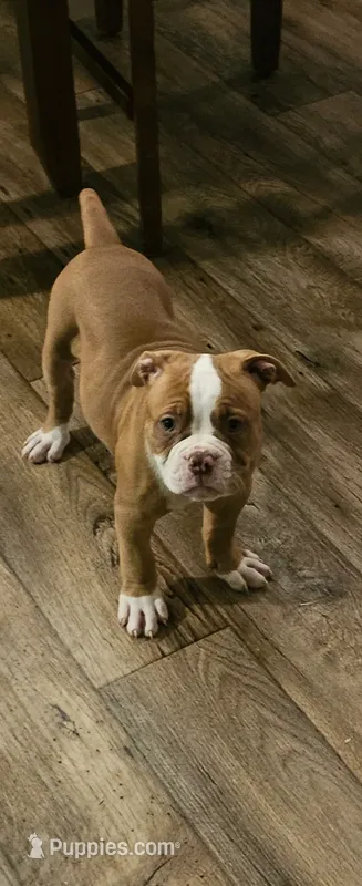 Ryder – American Bulldog puppy for sale in Leland, NC
