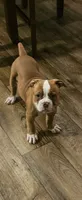 Ryder, a female American Bulldog for sale in Leland, NC – 1 of 3